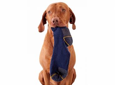 Γιατί ο σκύλος μου κλέβει κάλτσες – Woofland