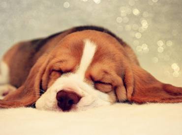 Woofland – Γιατί ο σκύλος μου κοιμάται σε αυτή τη στάση;