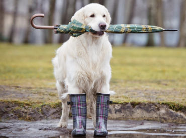 Γιατί ο σκύλος  μου μισεί τη βροχή – Woofland