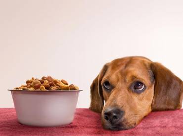 Γιατί ο σκύλος μου τρώει μακριά από το μπωλ του; – Woofland
