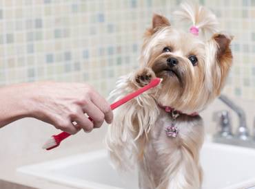 Πως να βουρτσίζω τα δόντια του σκύλου – Φροντίδα και υγεία
