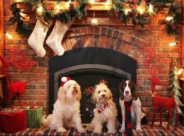 Πως να περάσουμε τα Χριστούγεννα με το σκύλο μας – Woofland