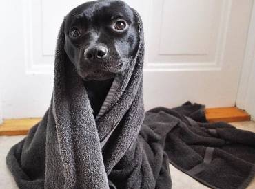 Αστείες φωτογραφίες σκύλων μετά το μπάνιο – Γουφαμάρες