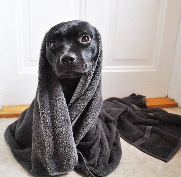 Αστείες φωτογραφίες σκύλων μετά το μπάνιο – Γουφαμάρες