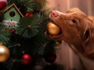 Σκύλος και Χριστουγεννιάτικο δέντρο – Woofland