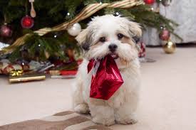 Σκύλος και Χριστούγεννα – Πως να τον προστατέψω – Woofland