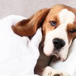 Woofland - Σκύλος και γρίπη - Φροντίδα και υγεία σκύλων