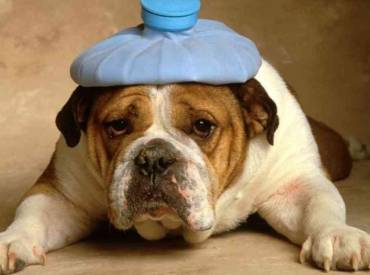 Woofland – Σκύλος και κάμπιες – Φροντίδα και υγεία σκύλων