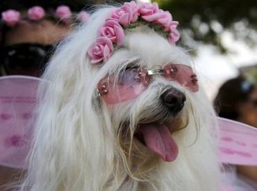 Woofland – Σκύλος με στολή – Αστείες φωτογραφίες σκύλων 2