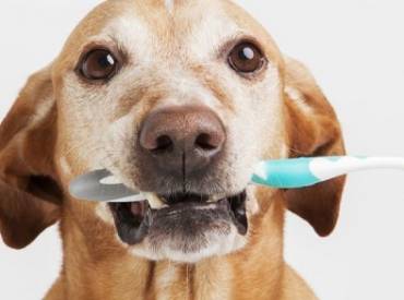 Συνταγή οδοντόπαστας για σκύλους – Φροντίδα και υγεία σκύλων