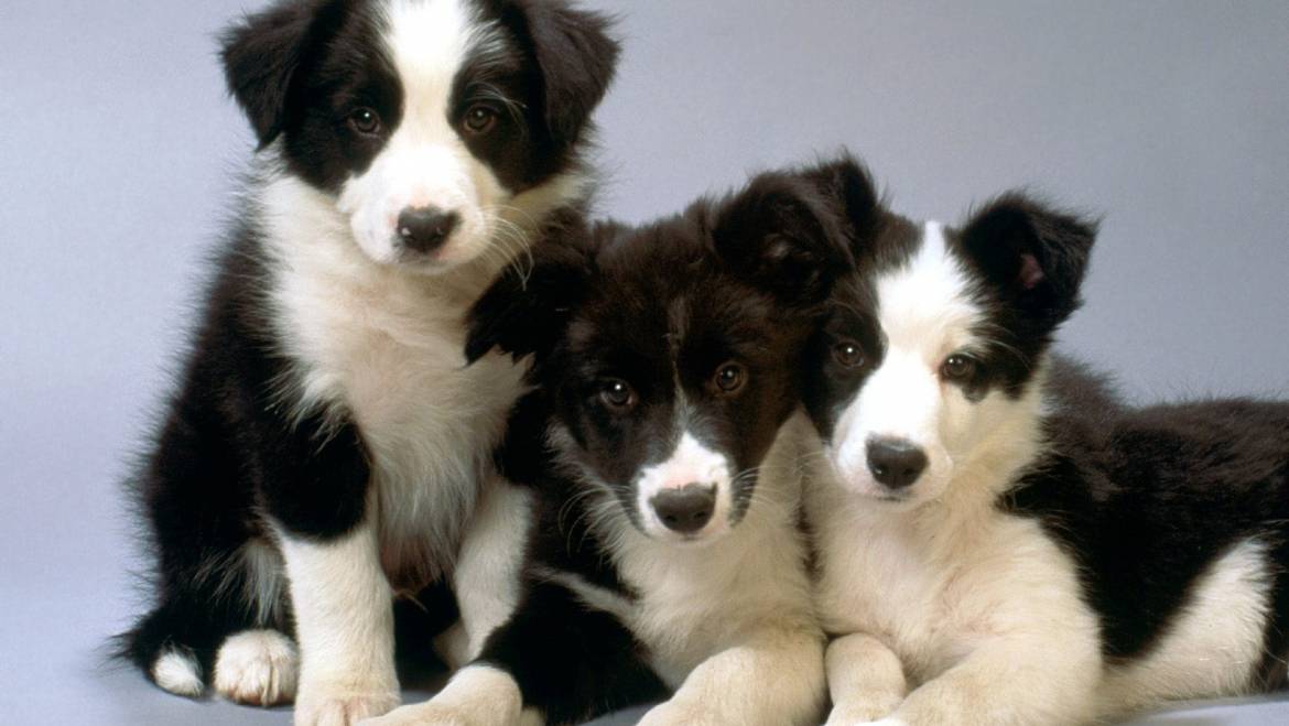 Τι είναι η εκτροφή σκύλων – Άνθρωπος και σκύλος – Woofland