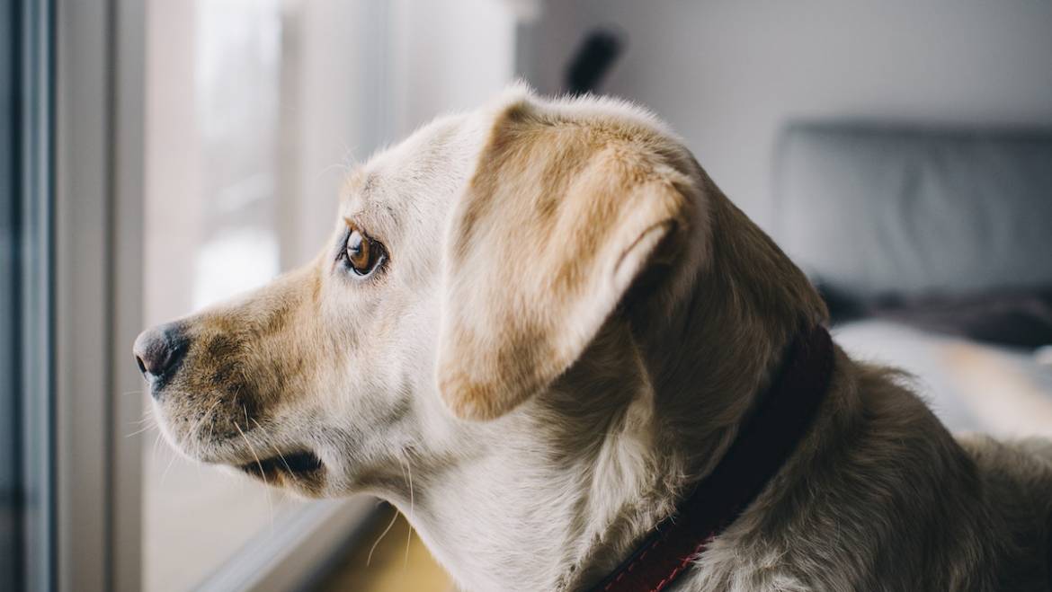 Τι είναι το άγχος αποχωρισμού στο σκύλο; Εκπαίδευση σκύλου