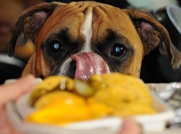Τι κάνει ο σκύλος μου όταν τρώω – Γουφαμάρες – Woofland
