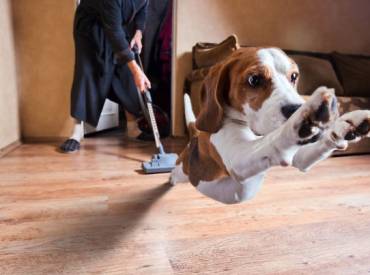 Woofland – Τι φοβάται ο σκύλος σας – Αστείες φωτογραφίες