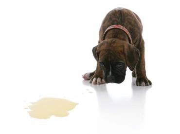 Γιατί ο σκύλος μου αφήνει τσίσα όταν χαίρεται? Woofland