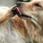 Woofland - Γιατί ο σκύλος μου δαγκώνει το πόδι του