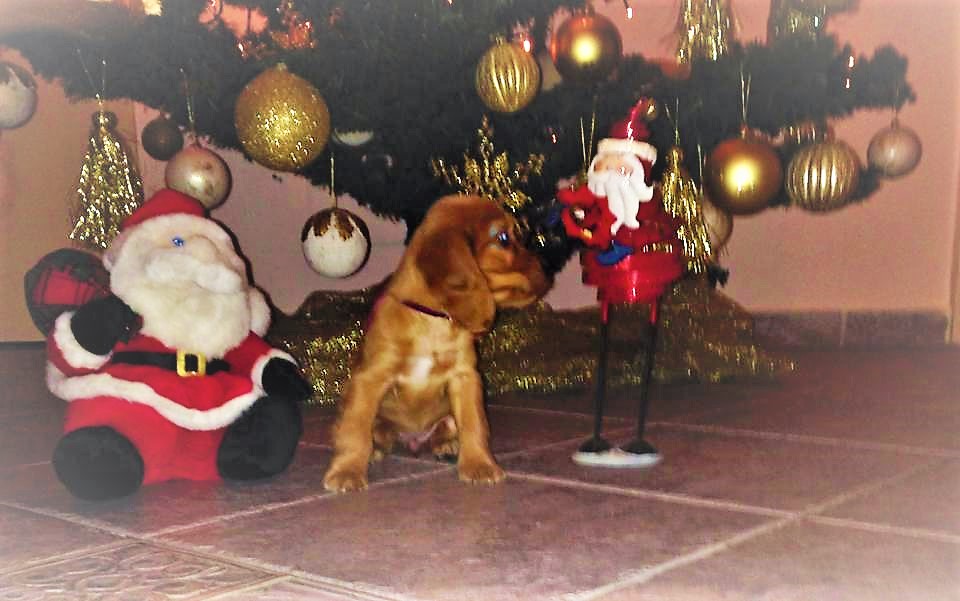 Woofland - 12 σκύλοι μας εύχονται Χαρούμενα Χριστούγεννα - Γουφαμάρες 11