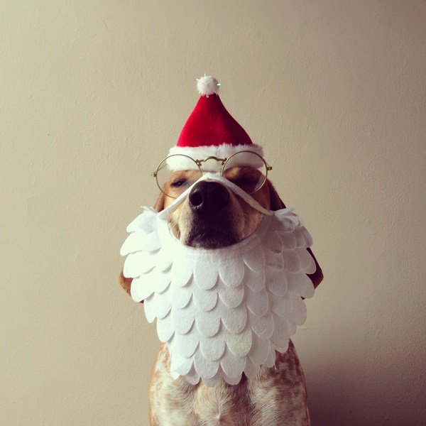 Woofland - 12 σκύλοι μας εύχονται Χαρούμενα Χριστούγεννα - Γουφαμάρες 5