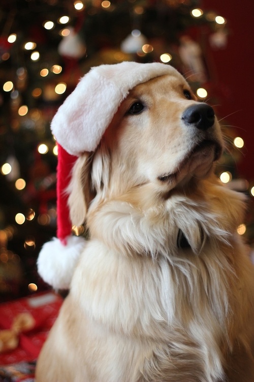Woofland - 12 σκύλοι μας εύχονται Χαρούμενα Χριστούγεννα - Γουφαμάρες 8