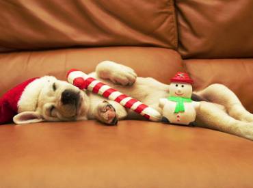 Woofland – 12 σκύλοι μας εύχονται Χαρούμενα Χριστούγεννα