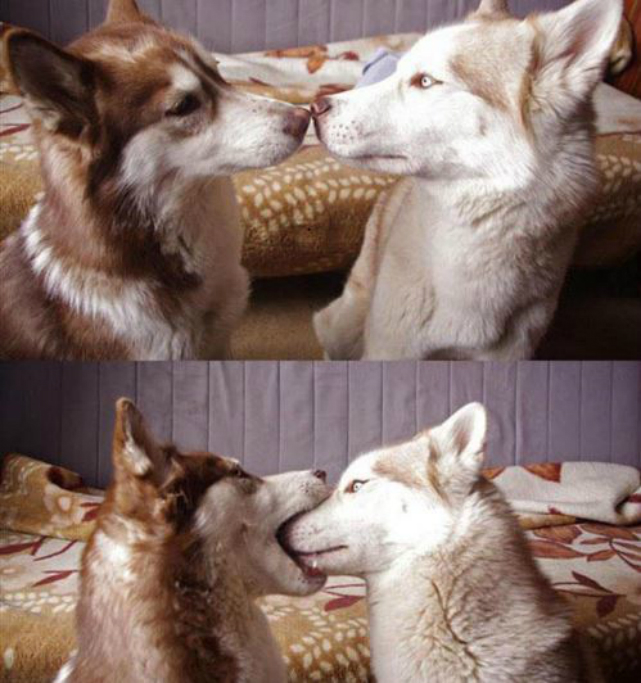 Woofland - Dog couples - Αστείες φωτογραφίες σκύλων με το ταίρι τους 11