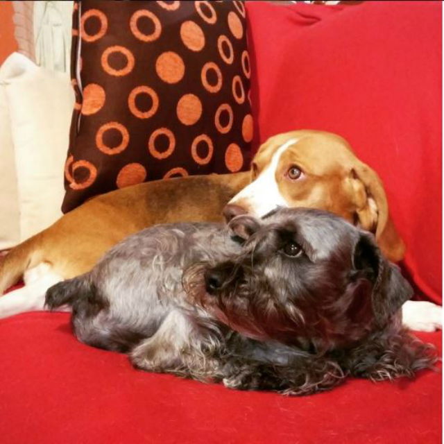 Woofland - Dog couples - Αστείες φωτογραφίες σκύλων με το ταίρι τους 7