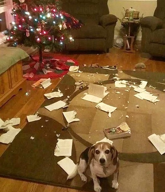 Woofland - Dogs vs Christmas 1 0 - Γουφαμάρες Αστείες φωτογραφίες σκύλων1