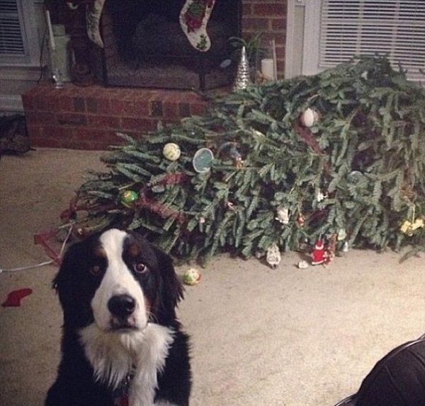 Woofland - Dogs vs Christmas 1 0 - Γουφαμάρες Αστείες φωτογραφίες σκύλων 2