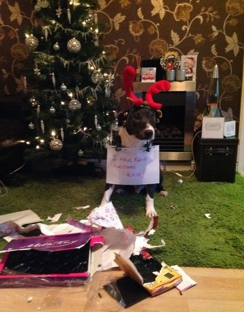 Woofland - Dogs vs Christmas 1 0 - Γουφαμάρες Αστείες φωτογραφίες σκύλων 4