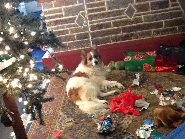 Woofland - Dogs vs Christmas 1 0 - Γουφαμάρες Αστείες φωτογραφίες σκύλων 9