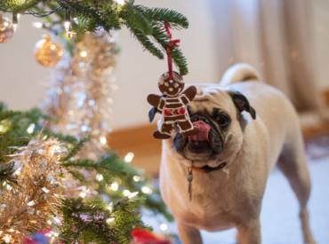 Dogs vs Christmas 1-0 Γουφαμάρες Αστείες φωτογραφίες σκύλων