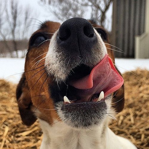 Woofland - TongueOutTuesday - οι σκύλοι μας βγάζουν την γλώσσα 12