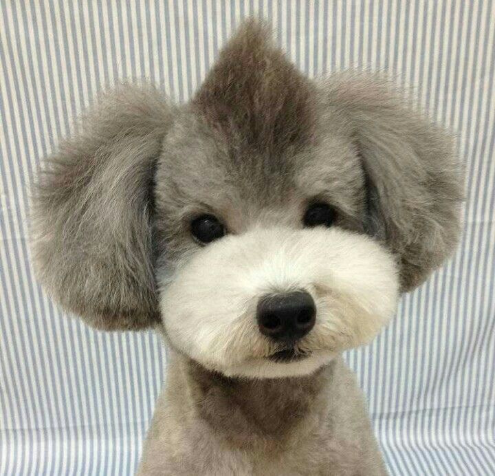 Woofland O Γκαστόν & το νέο κούρεμα Ιστορίες για σκύλους 74