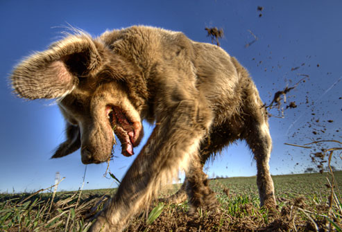 Αστείες φωτογραφίες σκύλων που σκάβουν – Γουφαμάρες Woofland