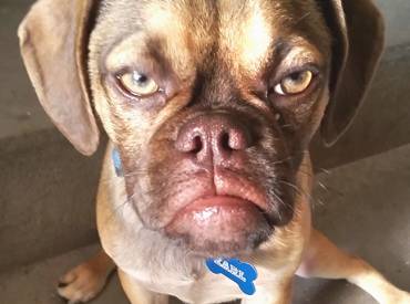 Γουφαμάρες Φωτογραφίες σκύλων με αστείες εκφράσεις
