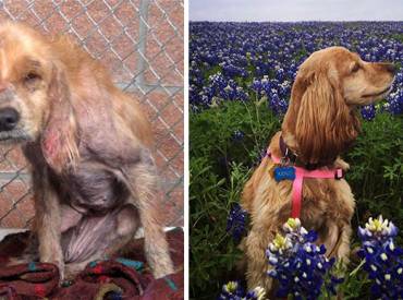 17 Σκύλοι πριν και μετά την υιοθεσία – Άνθρωπος και σκύλος