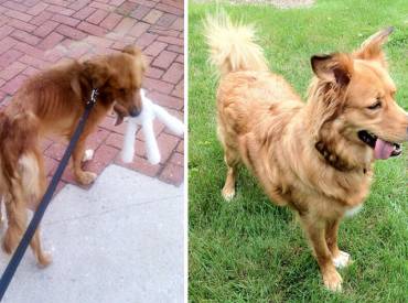 13 Σκύλοι πριν και μετά την υιοθεσία – Άνθρωπος και σκύλος 2