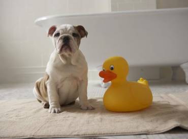 Σκύλος και μπάνιο – Αστείες φωτογραφίες σκύλων