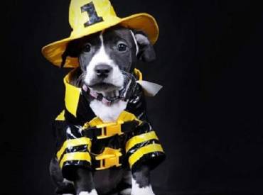 Σκύλος με στολή – Αστείες φωτογραφίες σκύλων
