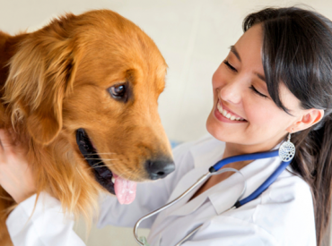 Στείρωση σκύλου – Φροντίδα και υγεία σκύλων – Woofland