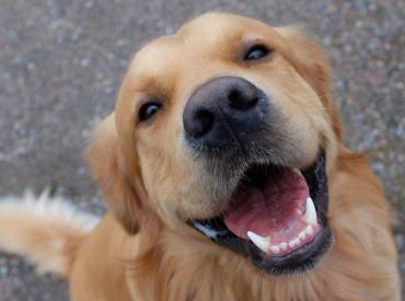 Φυσικοί τρόποι για να είναι γερά τα δόντια του σκύλου σας