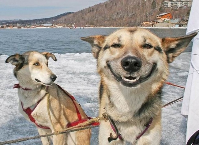Woofland- Αστείες σκύλο φωτογραφίες  2