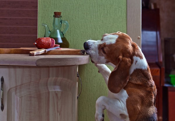 Woofland - Πως είναι οι τρόποι του σκύλου σας στο τραπέζι