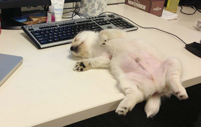 woofland - σκύλοι απολαμβάνουν ένα καλό ύπνο