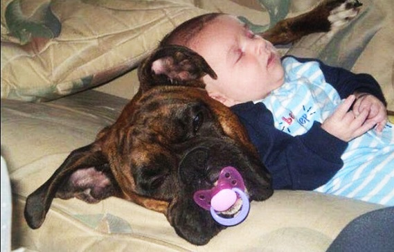 Woofland - Σκύλοι και παιδιά κοιμούνται μαζί 7