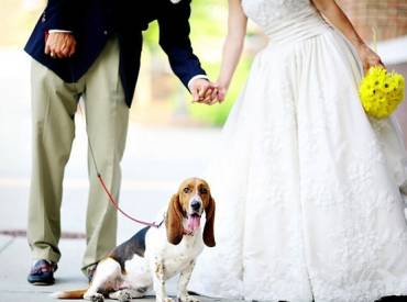 Άνθρωπος και σκύλος – Κουταβάκια αντί για λουλούδια στο γάμο