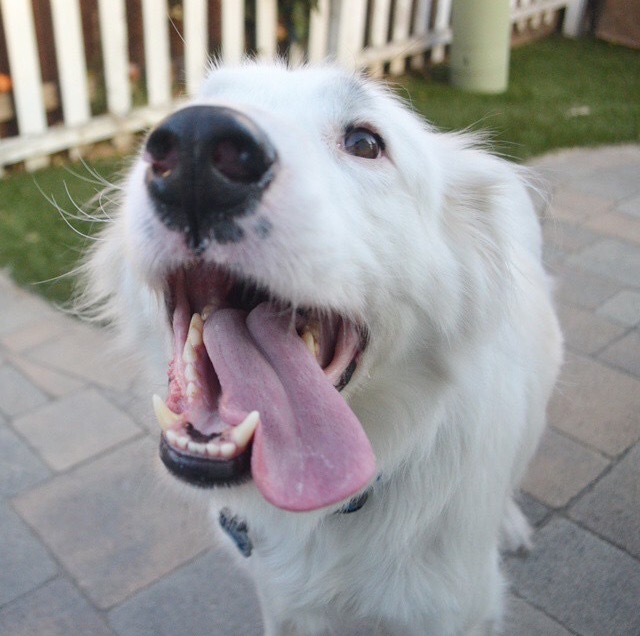 Woofland - TongueOutTuesday - οι σκύλοι μας βγάζουν την γλώσσα 10