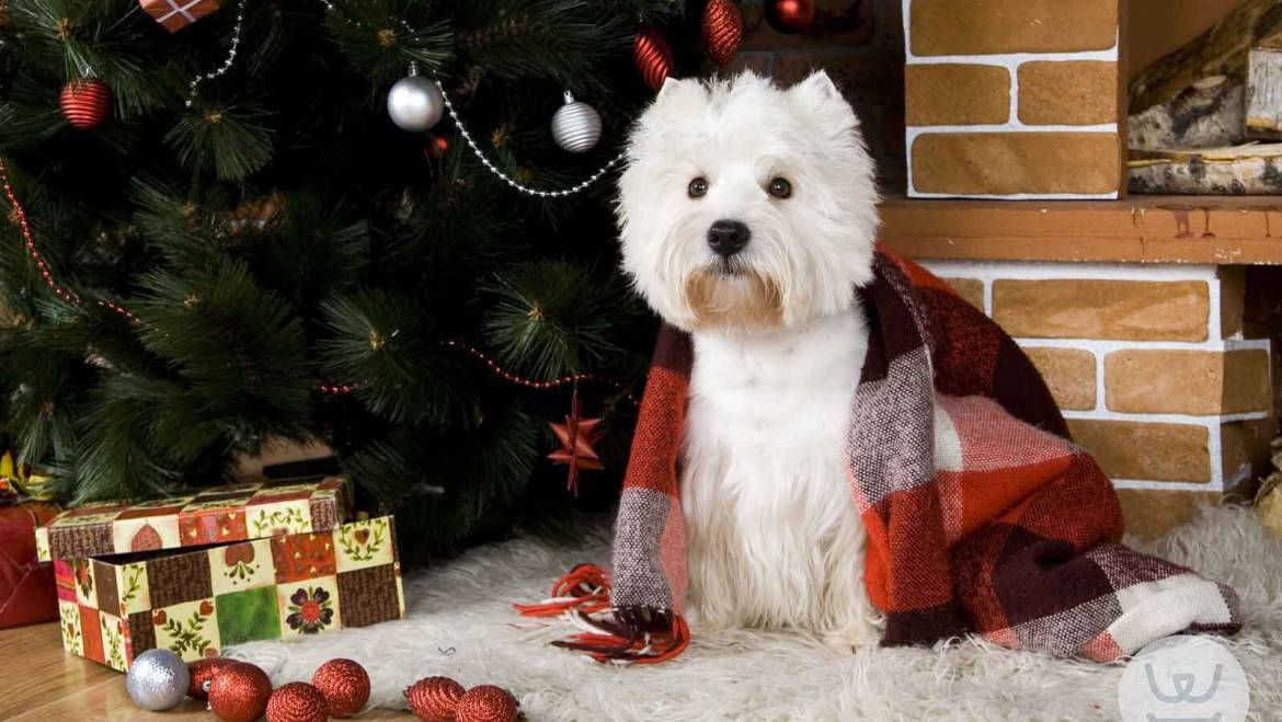 Ιστορίες για σκύλους Με λένε Γκαστόν Τα πρώτα Χριστούγεννα! 13ο