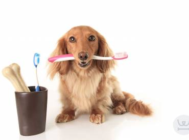 Καθημερινές συμβουλές 12ο – Οδοντόβουρτσα για το σκύλο μου;