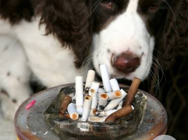 Σκύλος ηλεκτρονικό τσιγάρο και παθητικό κάπνισμα